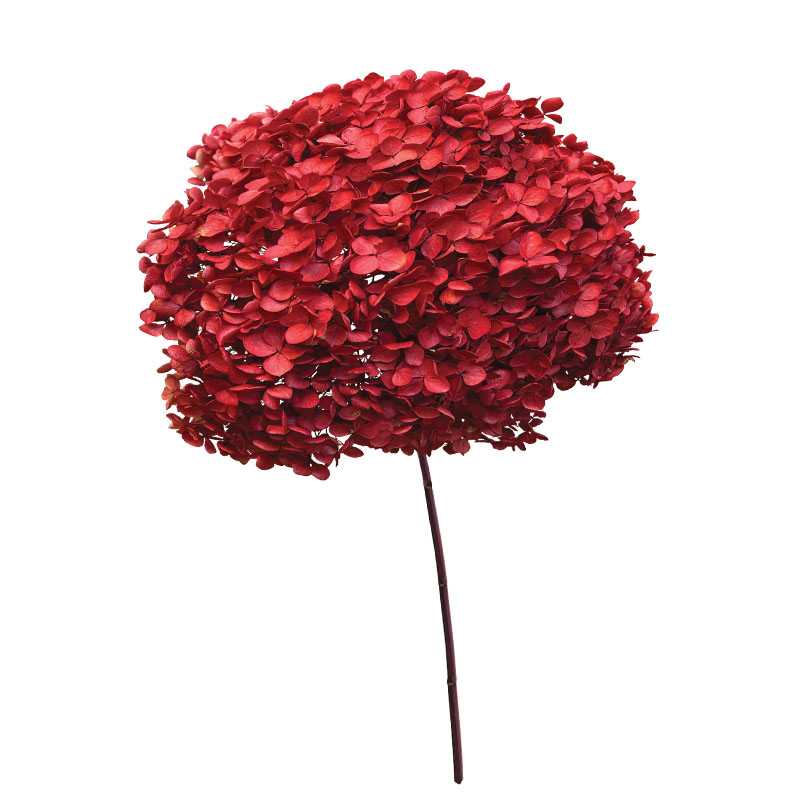 Hortensie Stabilizata Rosie 55cm
