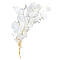 Eucalipt Natural Uscat White 80cm