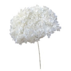 Hortensie Stabilizata Alba 55cm