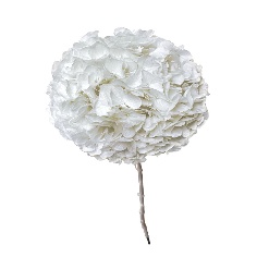Hortensie Stabilizata Alba 65cm